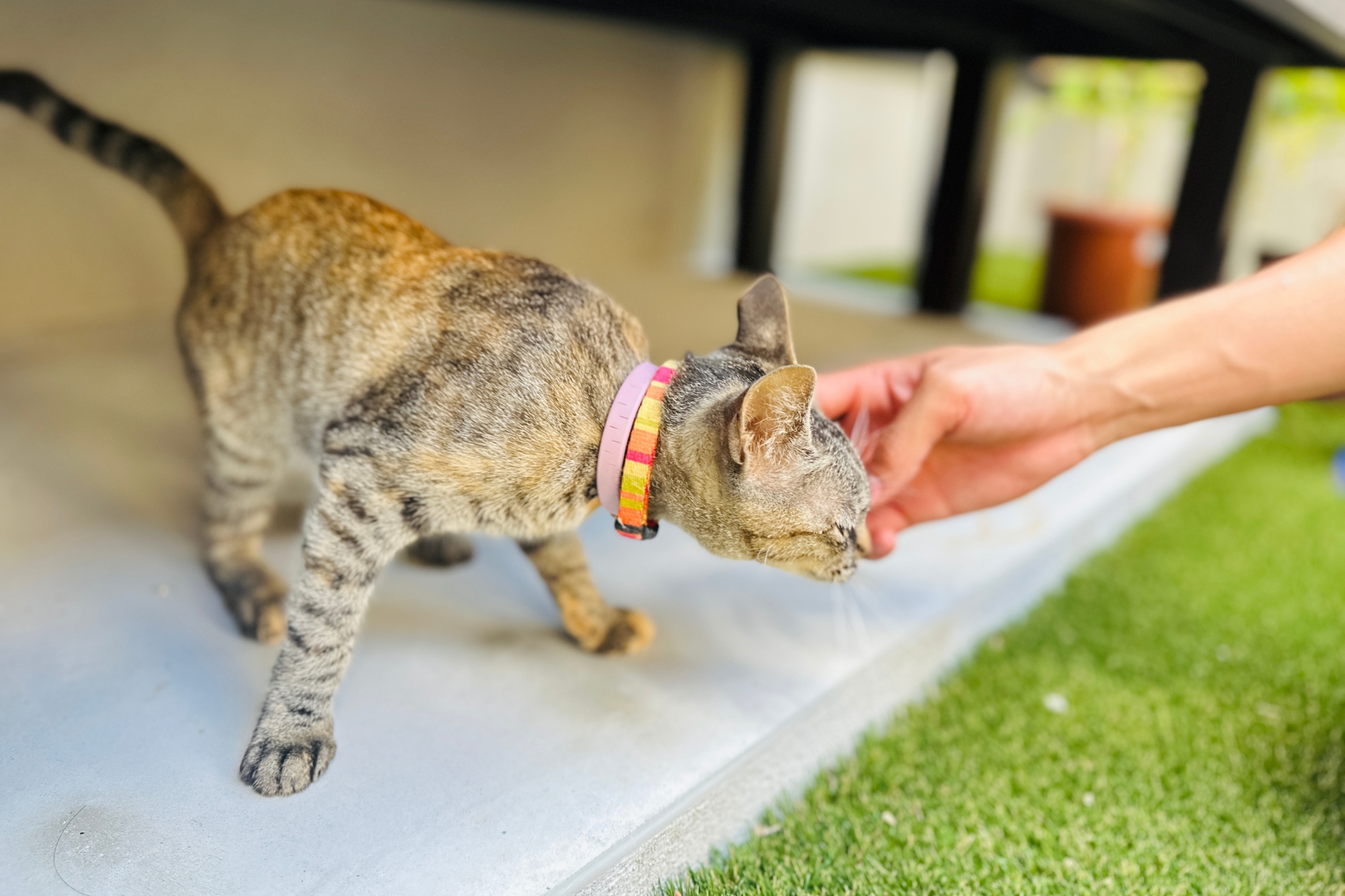 ウッドデッキの下は隠れ家のような空間で、猫ちゃんが安心して遊べます。